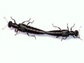 Stenus picipes